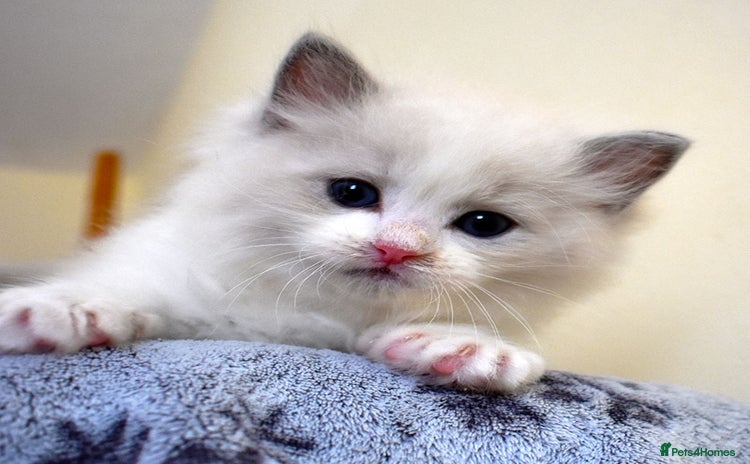 Ragdoll cats - Advert 10