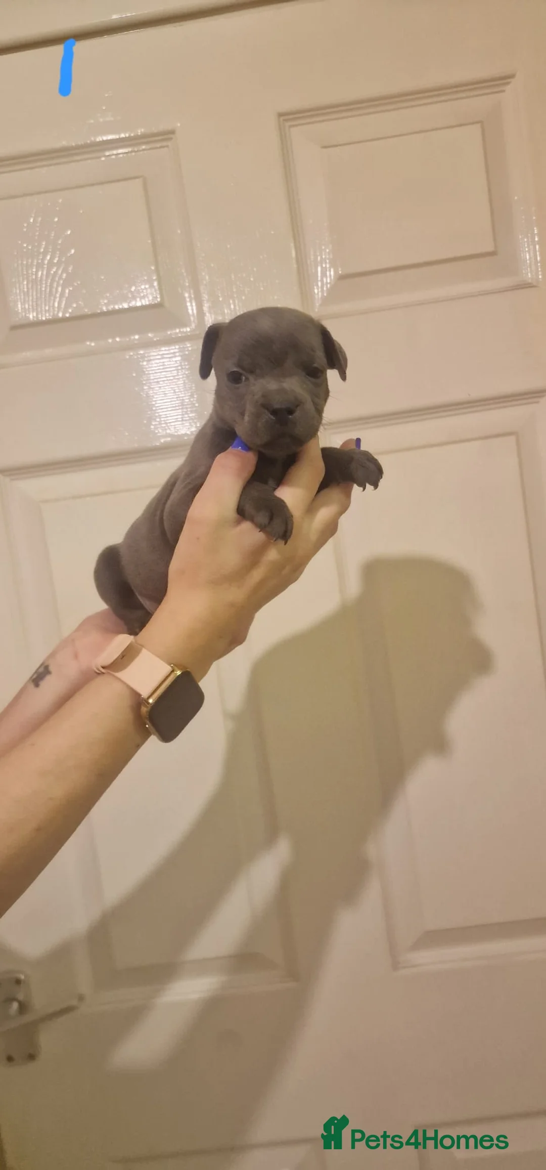 Staffordshire Bull Terrier dogs for sale: 6 beautiful blue staffs - Advert 4