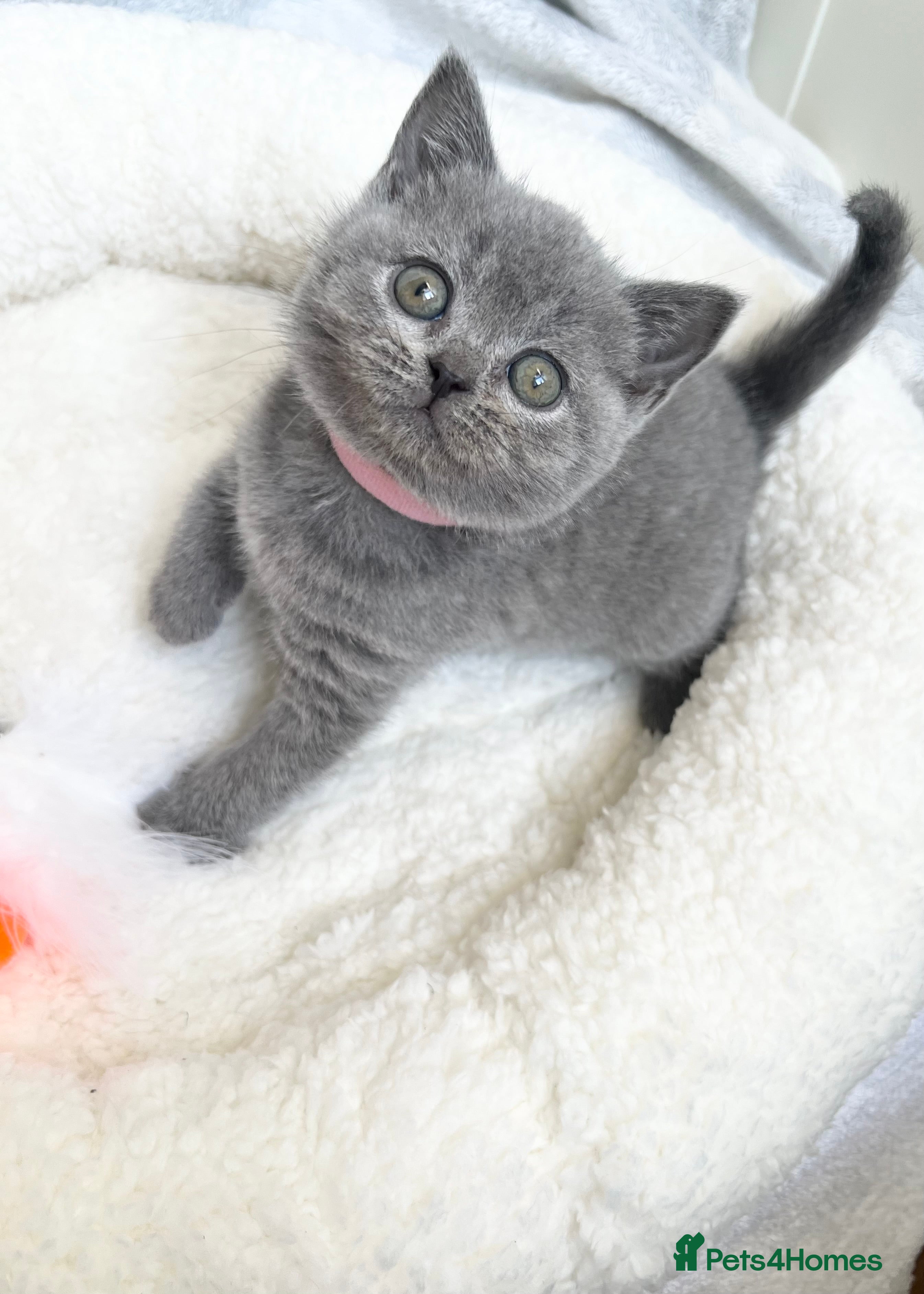 British Shorthair cats  LAST ONE !!!! Stunning British Shorthair Kittens - Advert 15