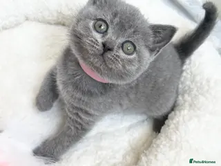 British Shorthair cats LAST ONE !!!! Stunning British Shorthair Kittens - Advert 15
