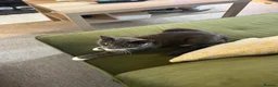 Domestic Shorthair cats for sale: Adorable, cuddly boy CHIPPED, NEUTERED, VACCINATED - Advert 7