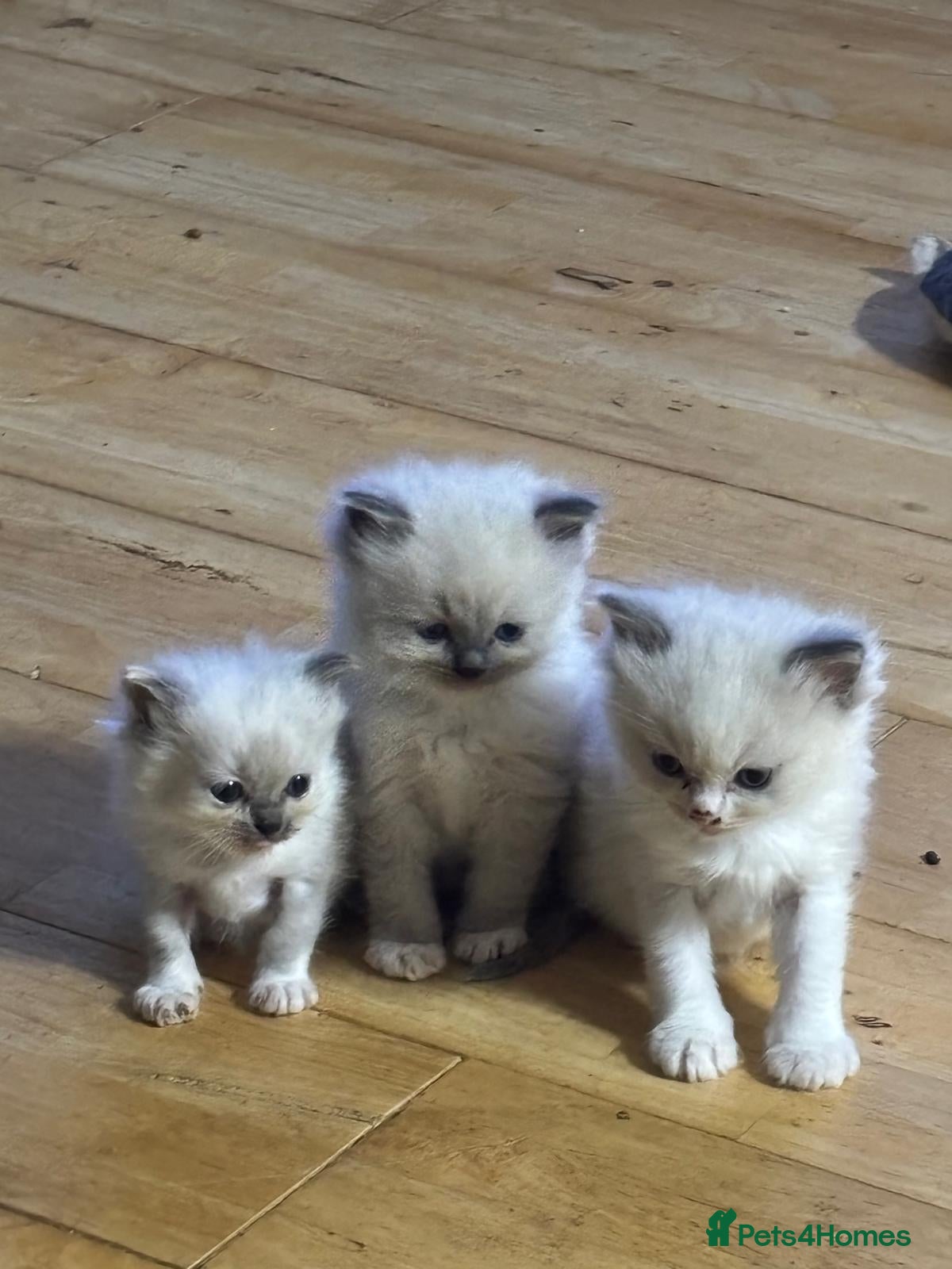 Ragdoll cats GCCF registered Ragdoll kittens for sale  - Advert 2