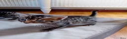 British Shorthair cats for sale: Beautiful mackerel tabby kittens in Stockbridge - Advert 10