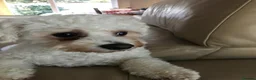Bichon Frise dogs for sale: Charlie needs a home in Orpington - Advert 1