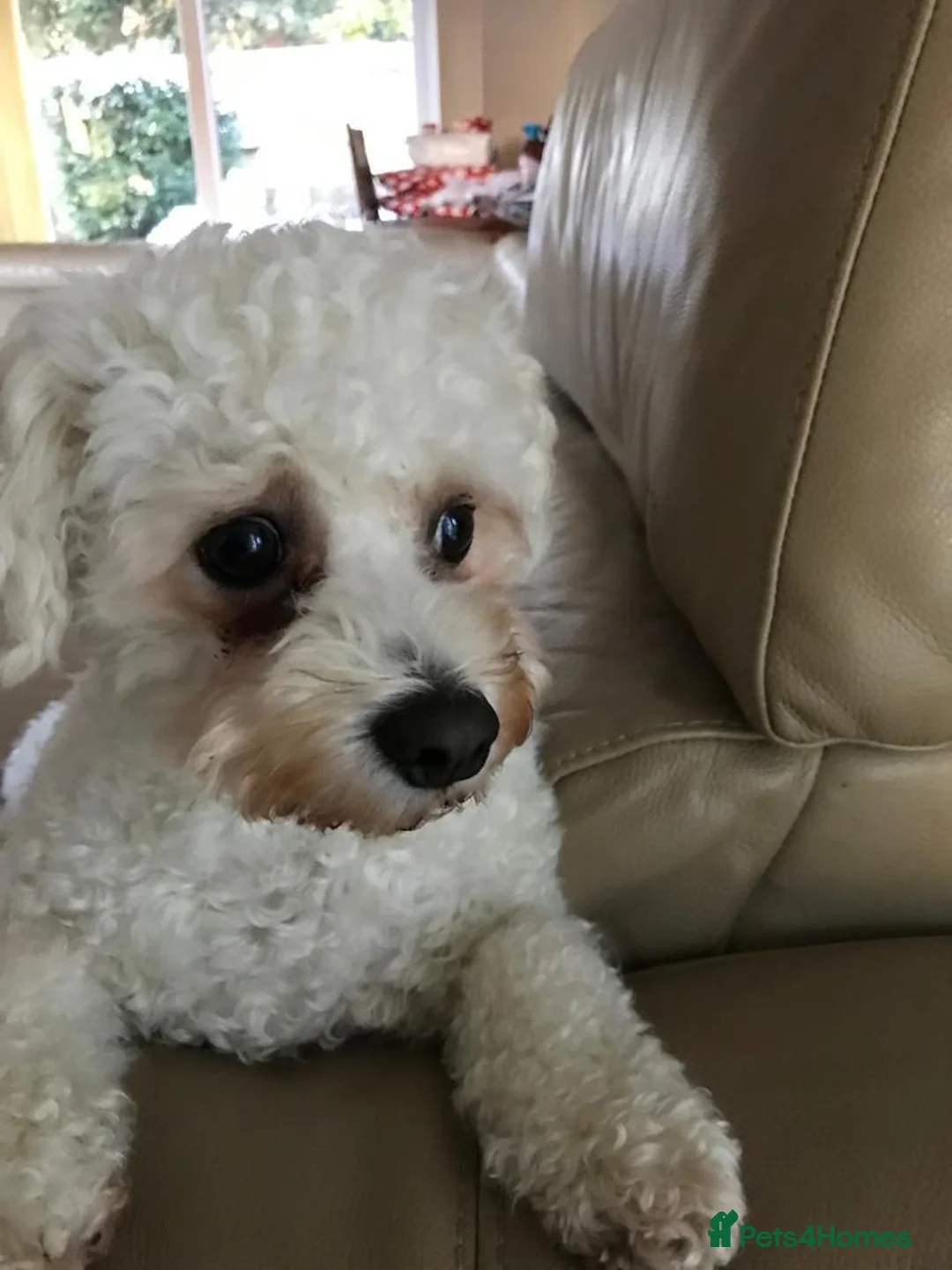 Bichon Frise dogs for sale: Charlie needs a home in Orpington - Advert 1