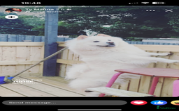 Chow Chow dogs for sale: Marnie Aged 2 - Image 4