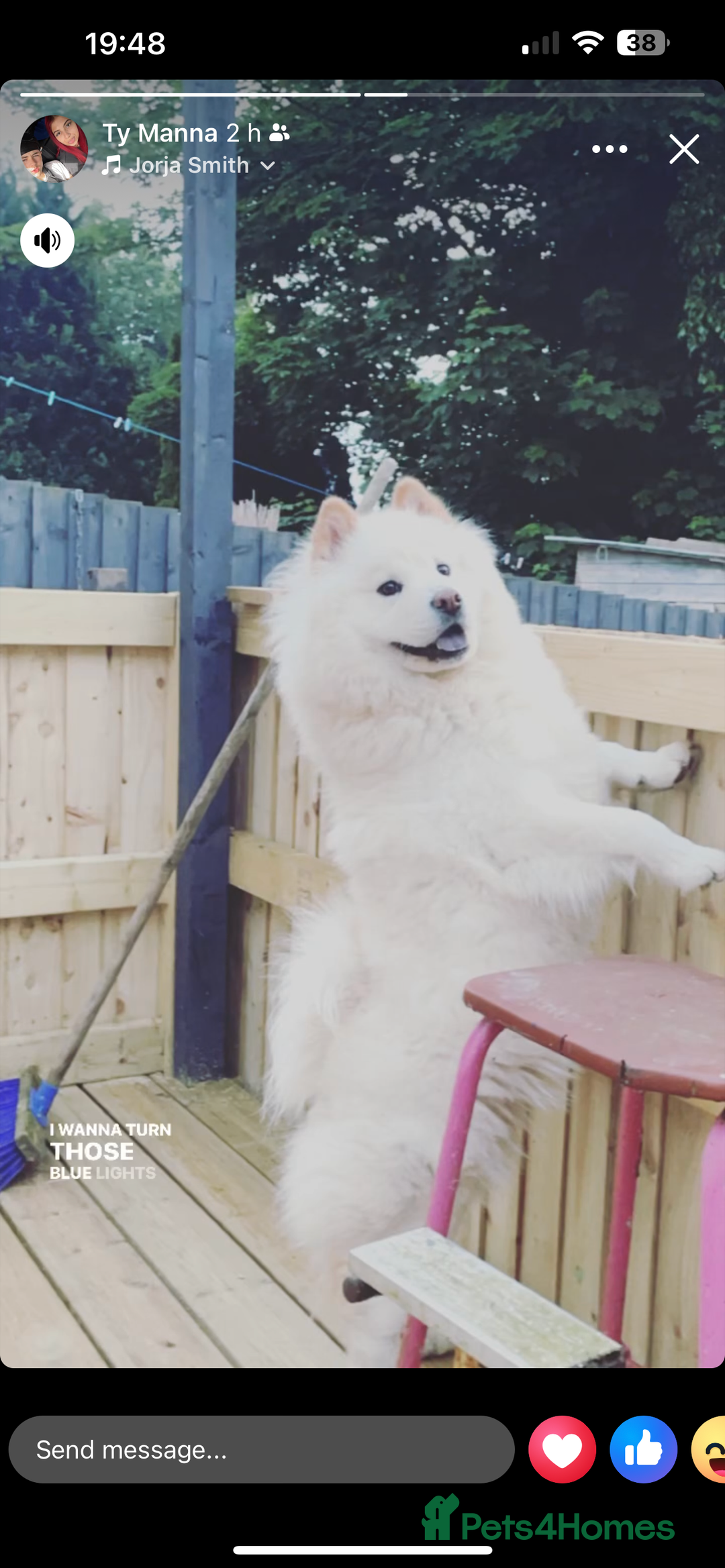 Chow Chow dogs for sale: Marnie Aged 2 - Image 4