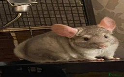 Chinchilla rodents for sale: Male and female chinchillas (Kiki&Gizmo) for sale - Image 6