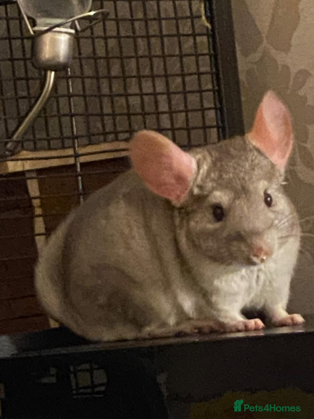 Chinchilla rodents for sale: Male and female chinchillas (Kiki&Gizmo) for sale - Image 6