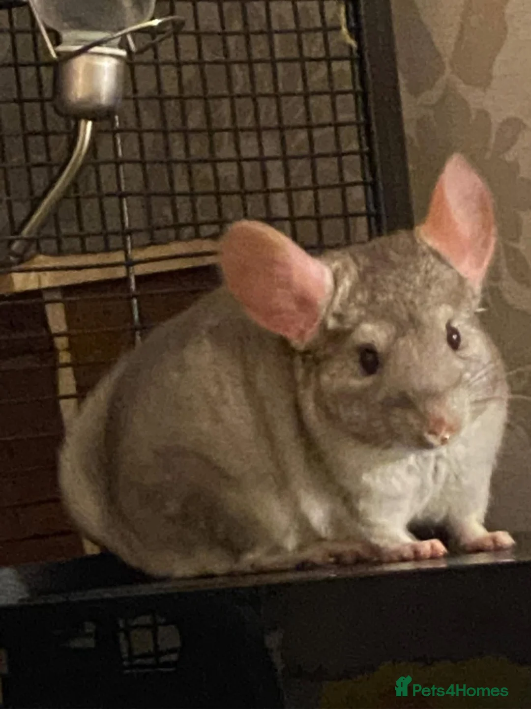 Chinchilla rodents for sale: Male and female chinchillas (Kiki&Gizmo) for sale - Advert 6