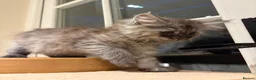 Mixed Breed cats for sale: 3 Dark grey mixed persian chinchilla kittens - Advert 8