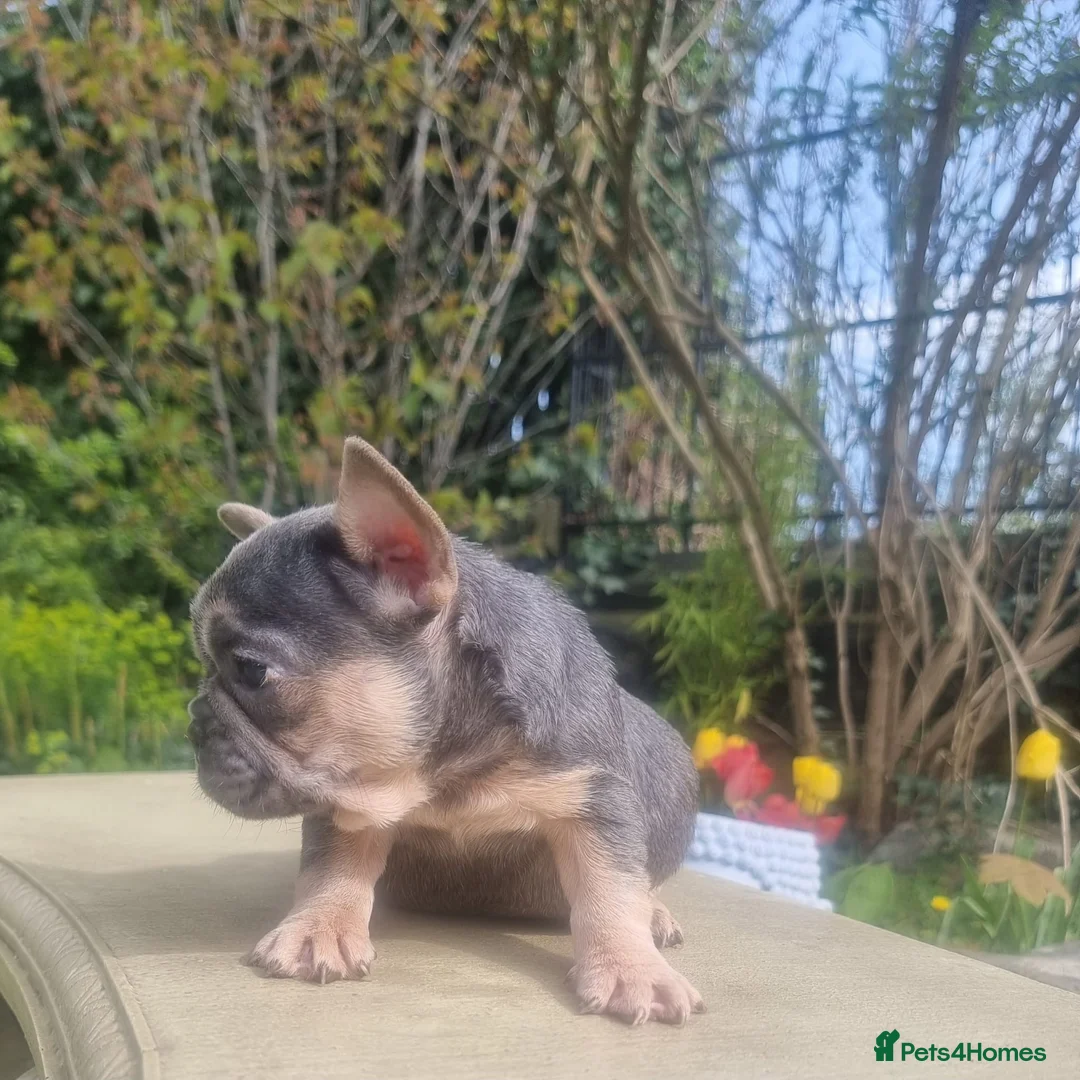 French Bulldog dogs for sale: Beautiful French bulldogs - Advert 9