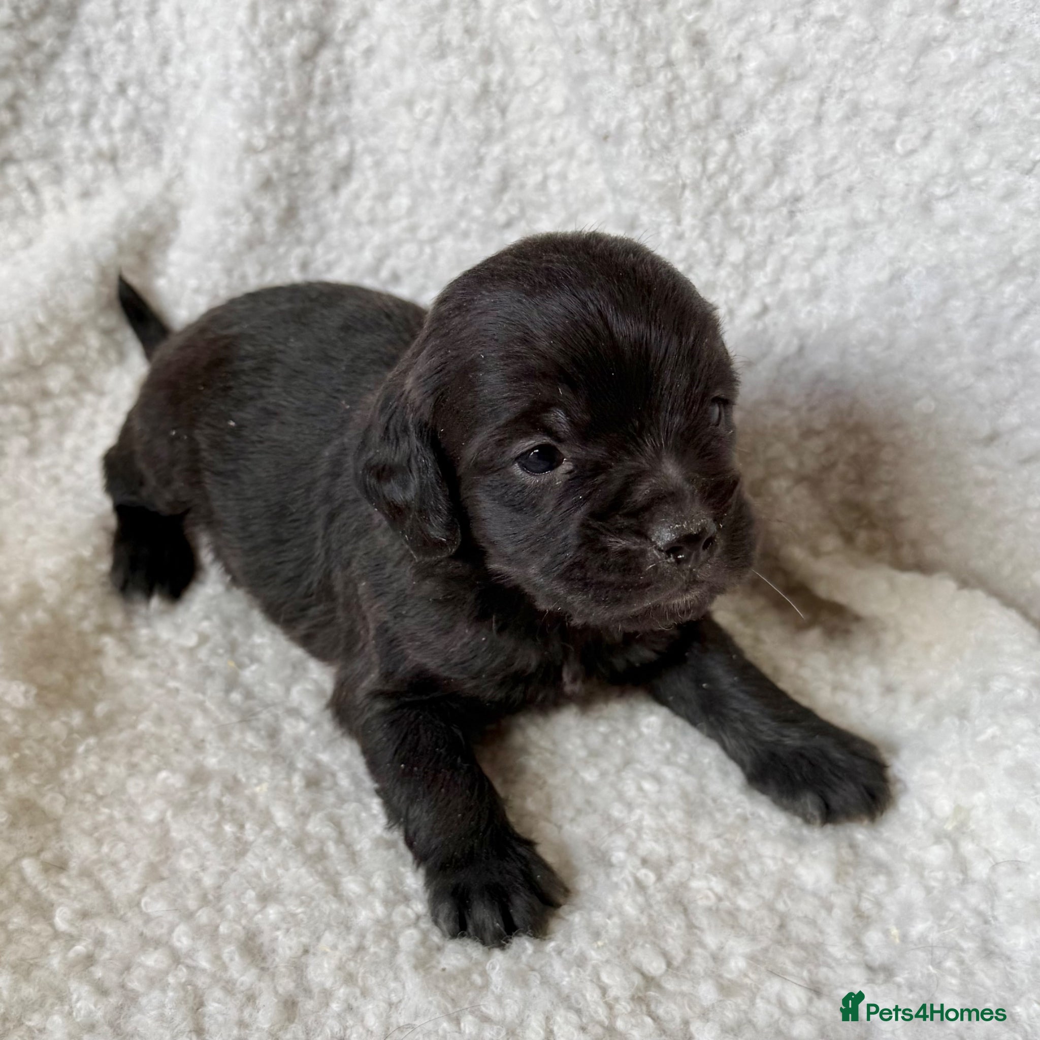 Mixed Breed dogs ⭐️⭐️Poogle Puppies (Beagle x Miniature Poodle)⭐️⭐️ - Advert 2