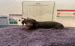 Miniature Dachshund dogs for sale: 5 kc reg PRA CLEAR MINI DACHSHUNDS - Advert 5