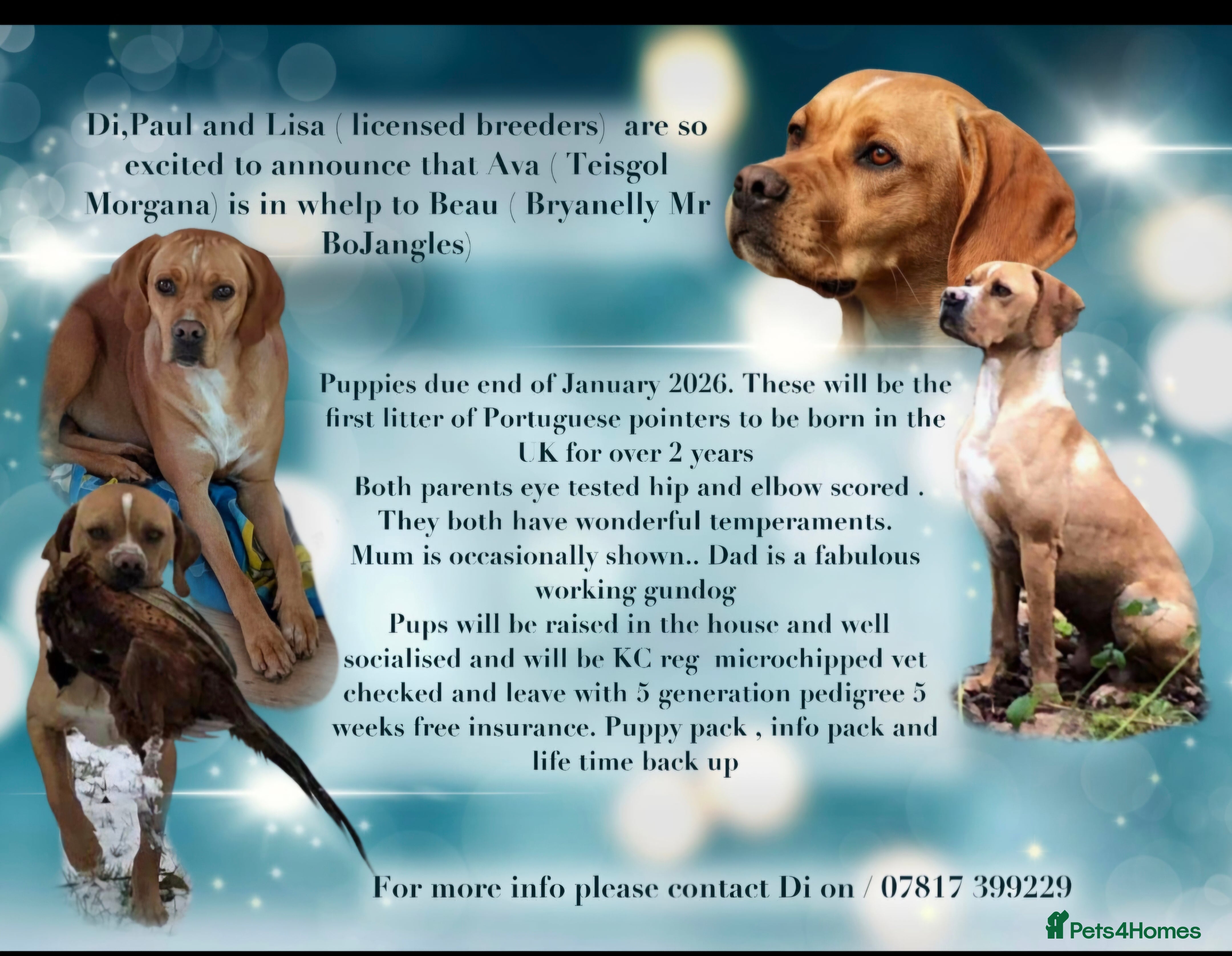 Pointer dogs Portuguese pointer litter due January 2026 - Advert 6