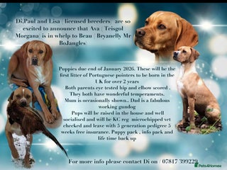 Pointer dogs Portuguese pointer litter due January 2026 - Advert 4