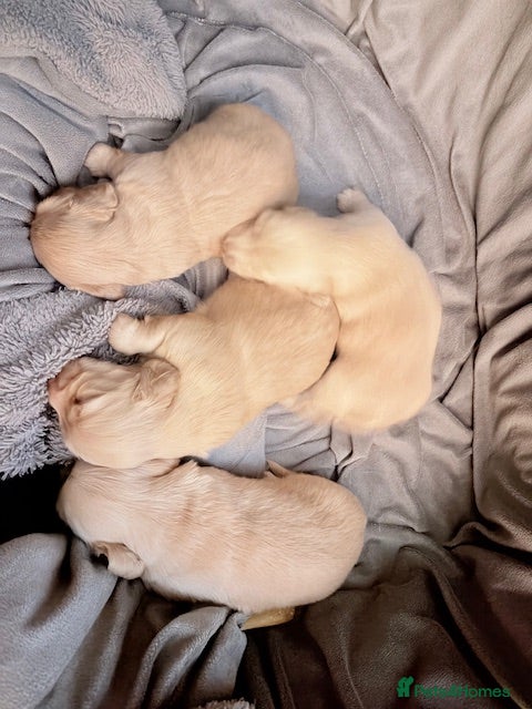 Miniature Dachshund dogs Stunning long haired cream miniature dachshund  - Advert 15