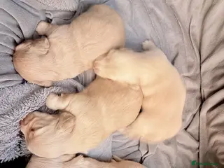 Miniature Dachshund dogs Stunning long haired cream miniature dachshund - Advert 15