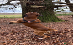 Boxer dogs for sale: Both parents are Heartscored 0 and DM clear KC reg - Image 6