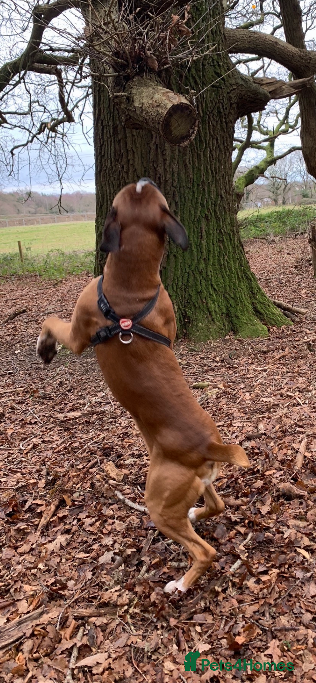 Boxer dogs for sale: Both parents are Heartscored 0 and DM clear KC reg - Image 6