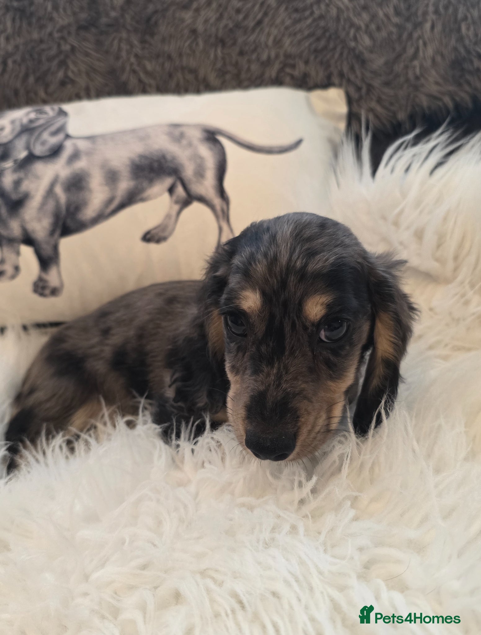 Miniature Dachshund dogs Stunning KC Long hair daxi. 5* breeders  - Advert 1