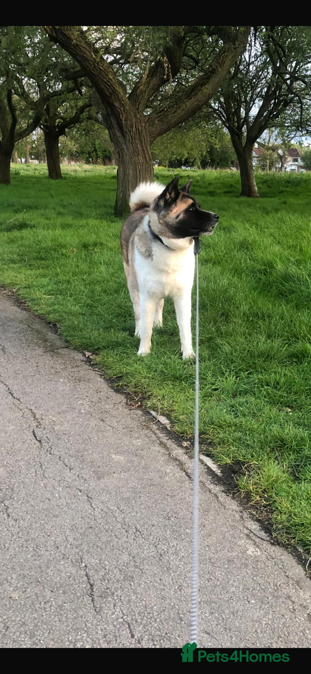 Akita dogs for sale: Lexi  - Advert 6