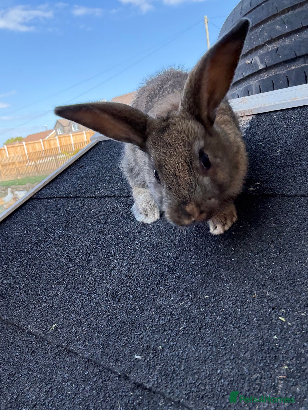Harlequin rabbits for sale: 2 harlequin doe’s for sale - Image 5