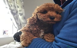 Cockapoo dogs for sale: ADORABLE SMALL MINIATURE F1B COCKAPOO PUPPIES - Image 7