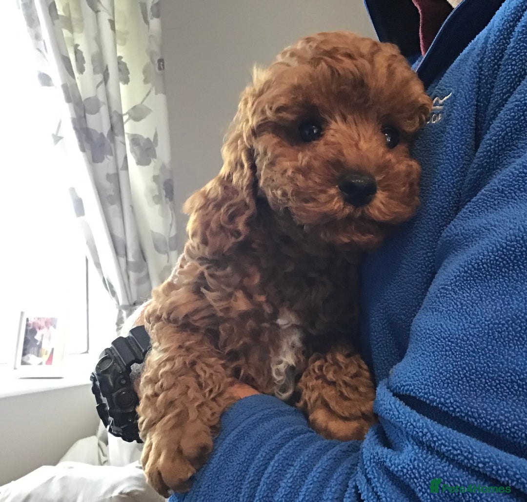Cockapoo dogs for sale: ADORABLE SMALL MINIATURE F1B COCKAPOO PUPPIES - Image 7