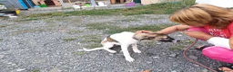 Mixed Breed dogs for adoption: 💔 GISELLE - A Lovely Girl for a Loving HOME ❤️ in Nottingham - Advert 30