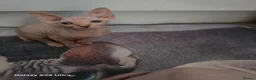 Sphynx cats for sale: Sphynx kittens  - Advert 4