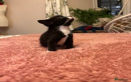 Domestic Shorthair cats for sale: Russian blue mix - Advert 15