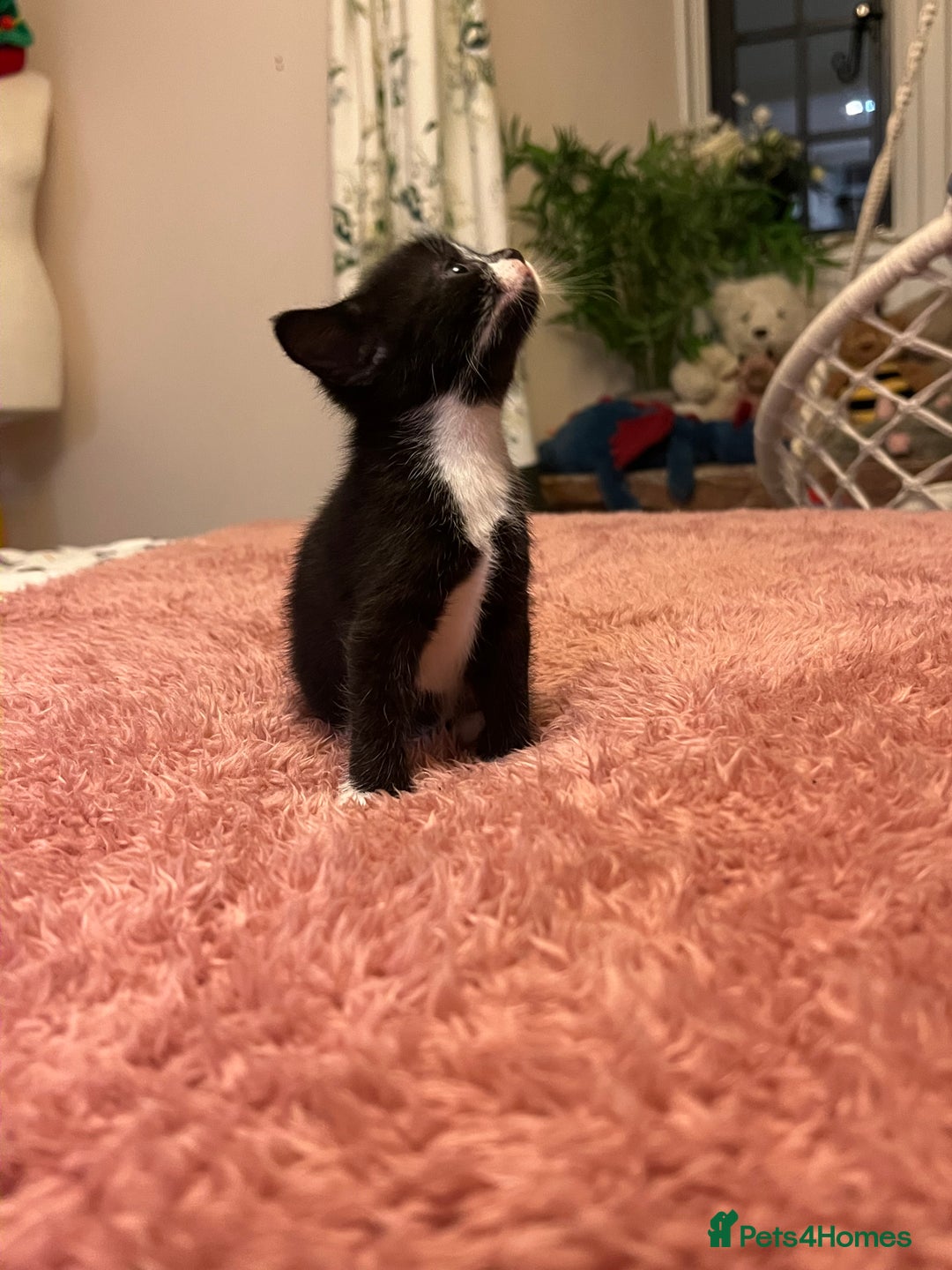 Domestic Shorthair cats for sale: Russian blue mix - Advert 15