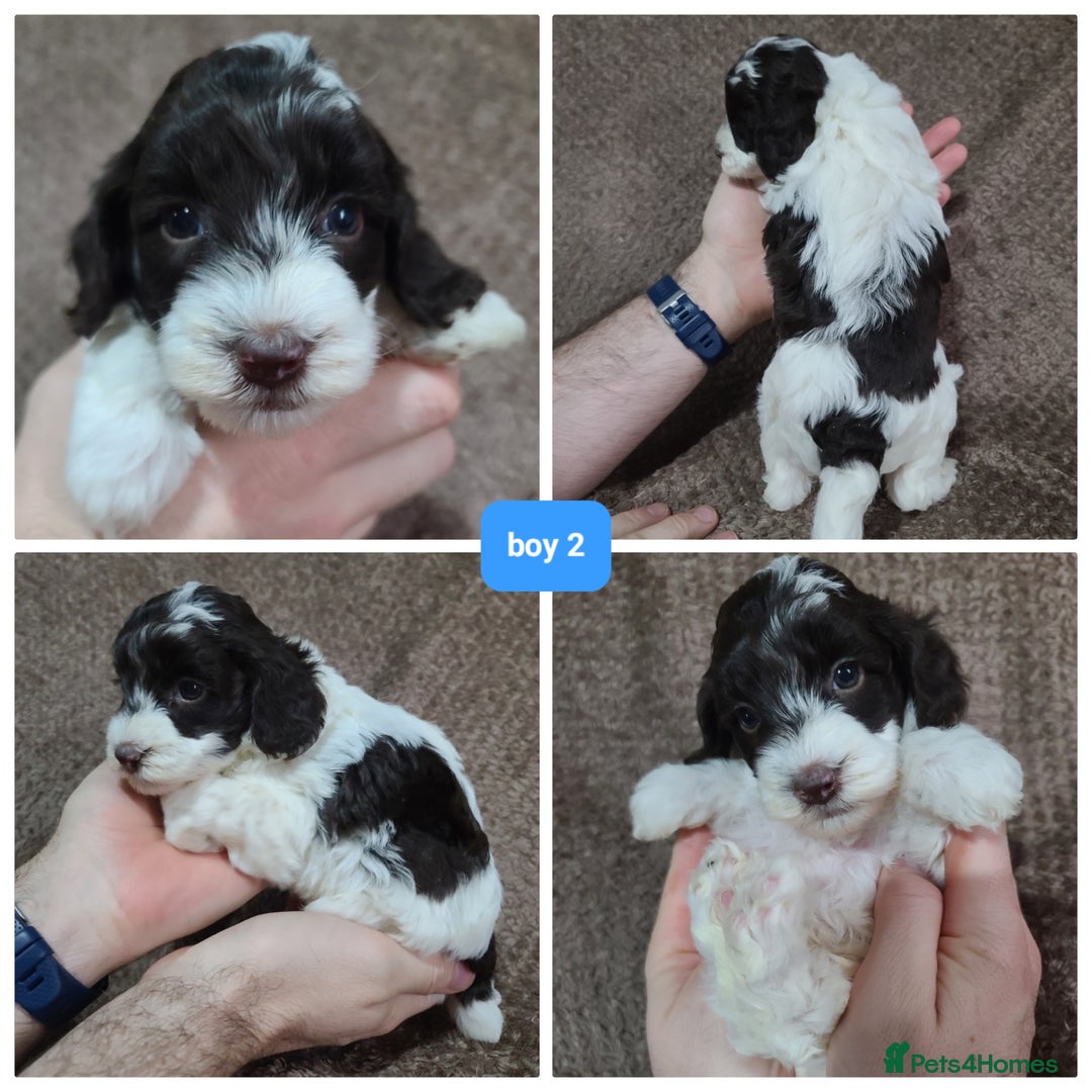 Cavapoo dogs for sale: F1b Cavapoos. Chocolate Parti. HEALTH TESTED - Advert 8