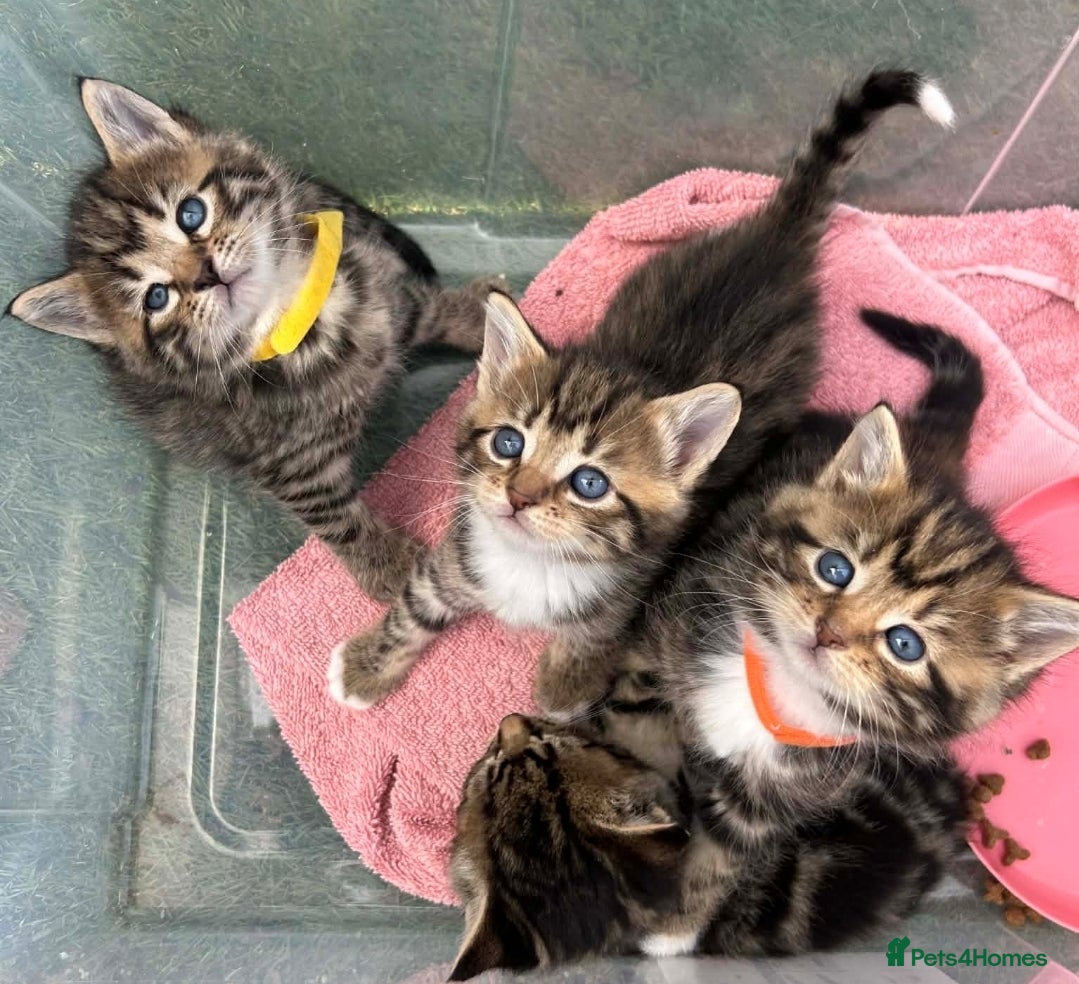 Maine Coon cats Mainecoon x bengal kittens  - Advert 18