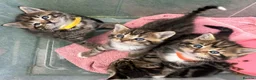 Maine Coon cats for sale: Mainecoon x bengal kittens READY NOW  - Advert 9