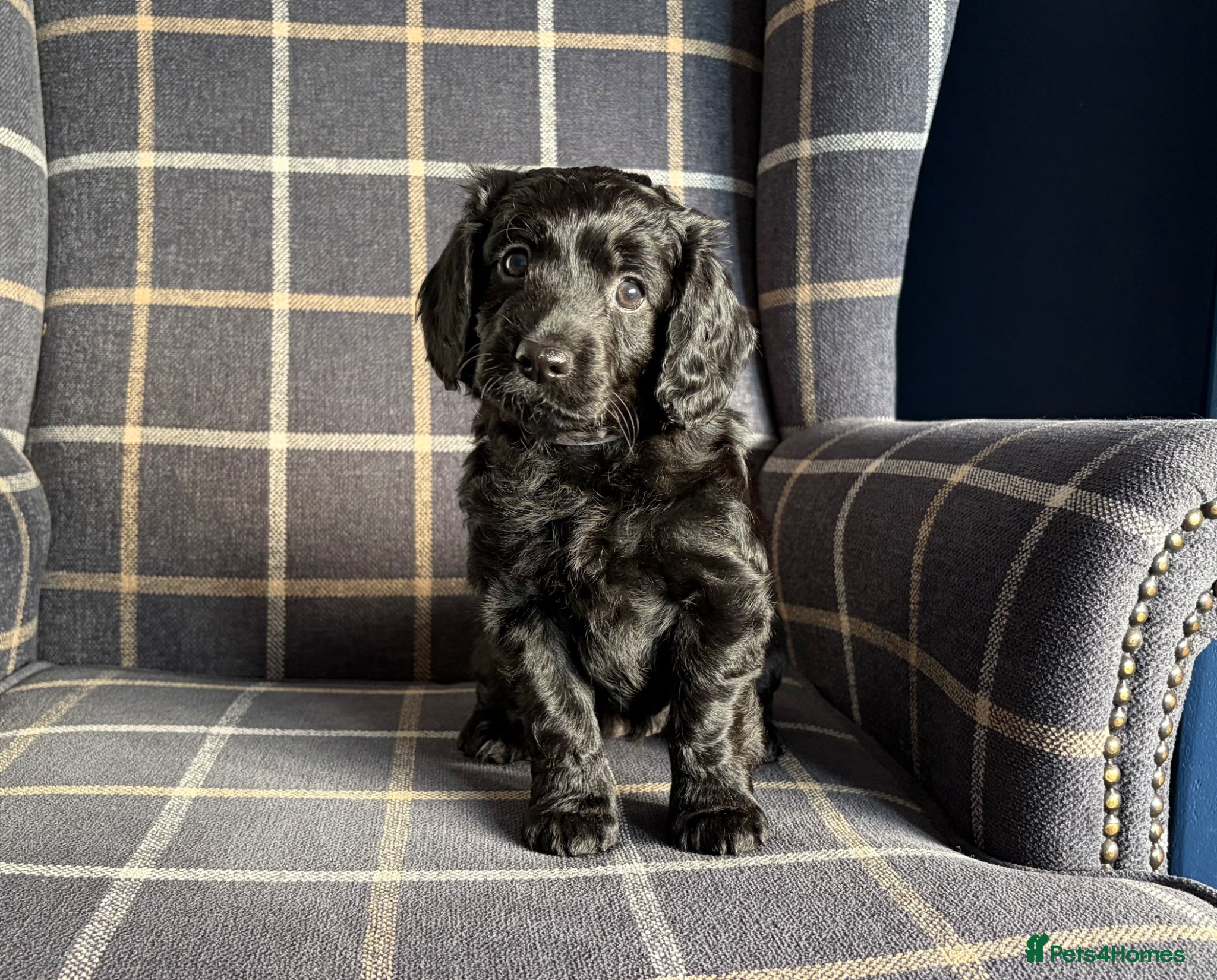 Cockapoo dogs 1 girl left! 🐶 Adorable F1B Cockapoo Puppies 🐶 - Advert 6