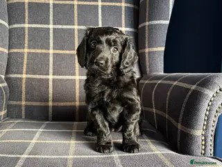 Cockapoo dogs 1 girl left! 🐶 Adorable F1B Cockapoo Puppies 🐶 - Advert 6