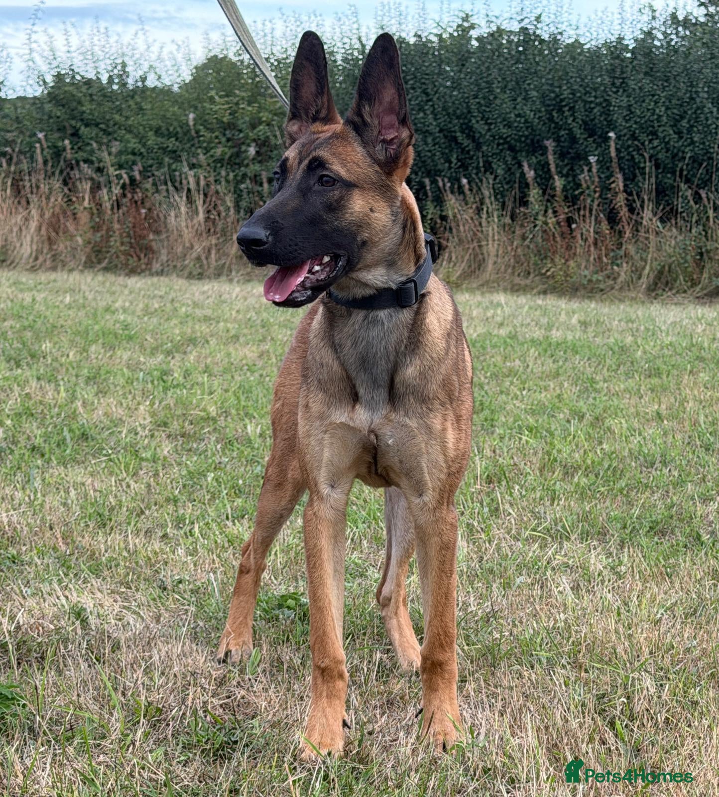 Belgian Shepherd Dog dogs Mali/dutch Female BRN  - Advert 4