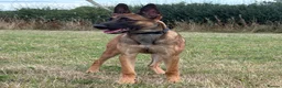 Belgian Shepherd Dog dogs for sale: Mali/dutch Female BRN  - Advert 1