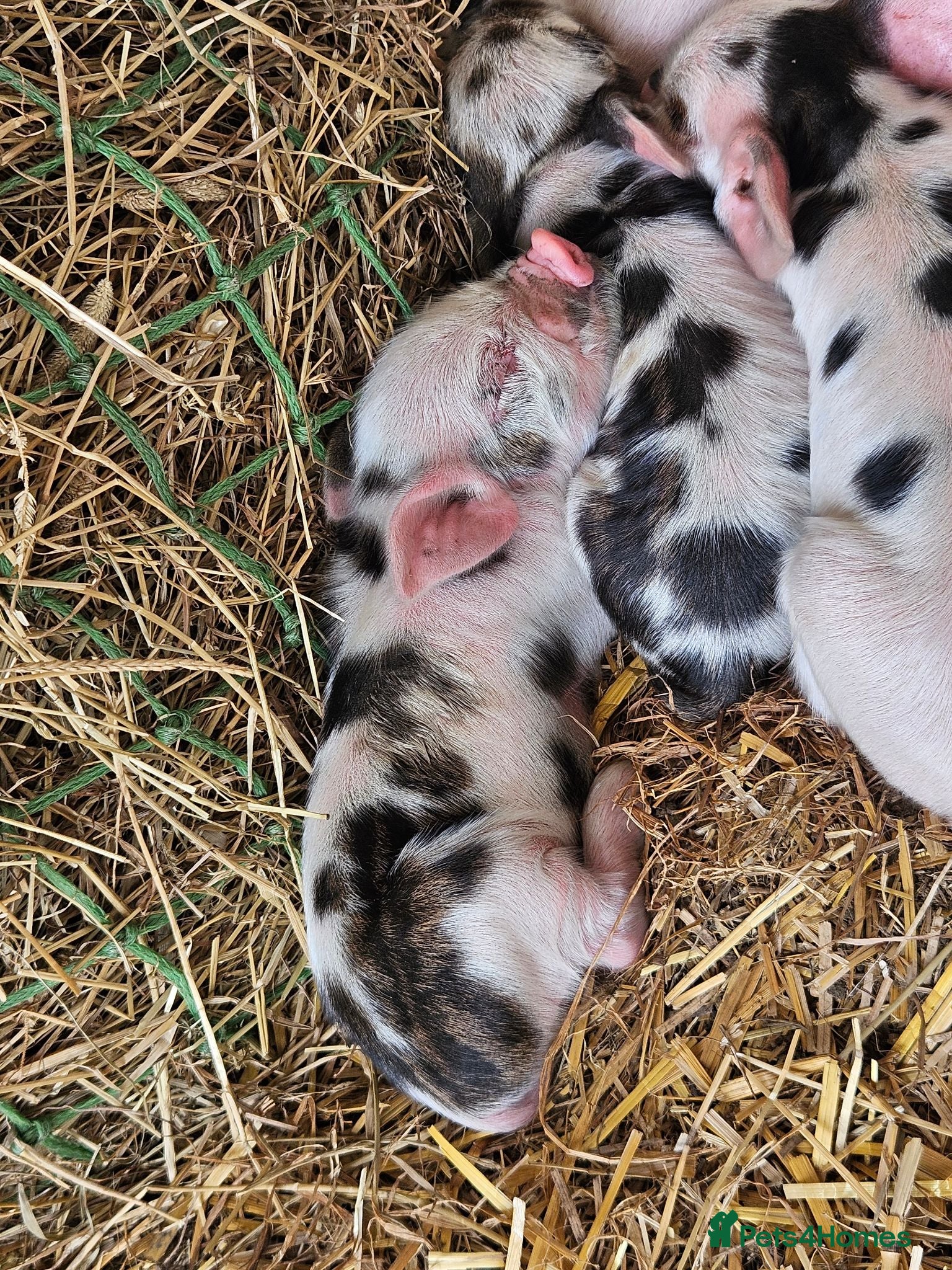 Pig livestock Full breed kunekune piglets  - Advert 2
