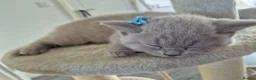 British Shorthair cats for sale: British shorthair kittens  - Advert 20