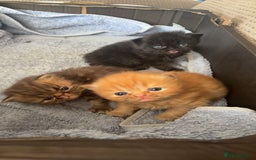 Persian cats for sale: Persian Kittens For Sale - Image 8