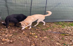 Mixed Breed dogs for adoption: Meet BLUE !  A Labrador-mix Boy for a Loving Home - Image 37