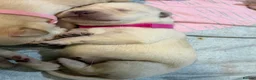 Labrador Retriever dogs for sale: Labrador puppies for sale  - Advert 9