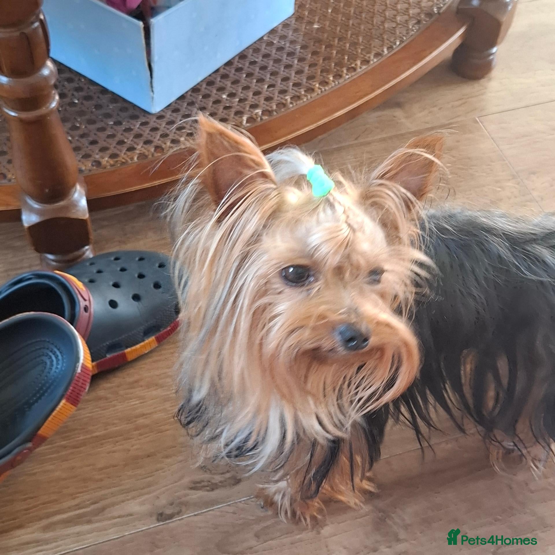 Yorkshire Terrier dogs Charming Yorkshire Terrier Puppies - Advert 2