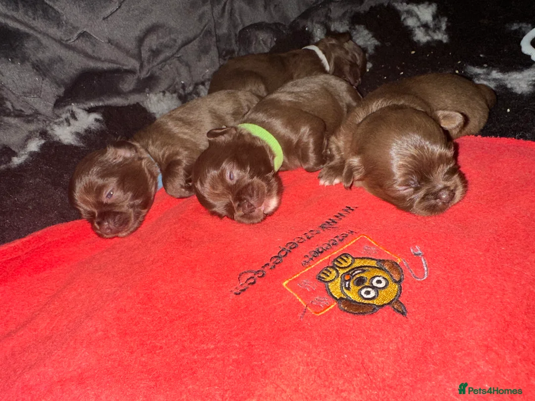 Chihuahua dogs for stud: kc lilac long haired chihuahua for Stud in South Shields - Advert 17