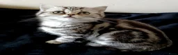 British Shorthair cats for sale: Bsh.Silver Classic  Tabby. GCCF. - Advert 5