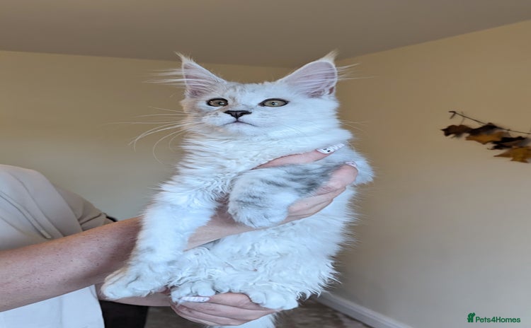 Maine Coon cats - Advert 5