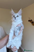 Maine Coon cats - Advert 15